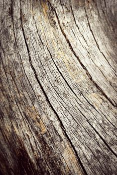 background or texture detail on lines of old wooden stump