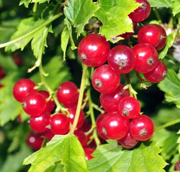 redcurrant bush with many hanging currant among the emerald green leaves