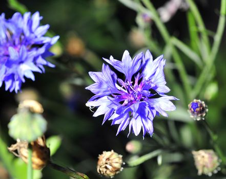 Blue cornflower on a background of grass and other cornflowers