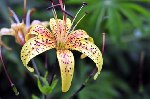 yellow tiger lilies with rain drops in garden