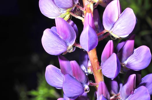 raindrops on beautiful blue flowers macro frame