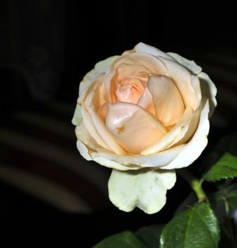 delicate pink rose on a black background