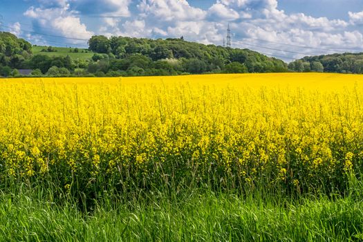 Blooming canola field with beautiful blue sky in the background.
Symbolizing green energy.