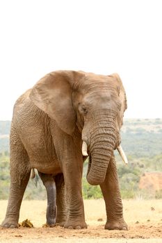 Bush Elephant standing with his trunk in his mouth.