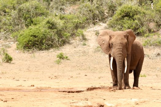 Bush Elephant standing with his trunk in the ground.