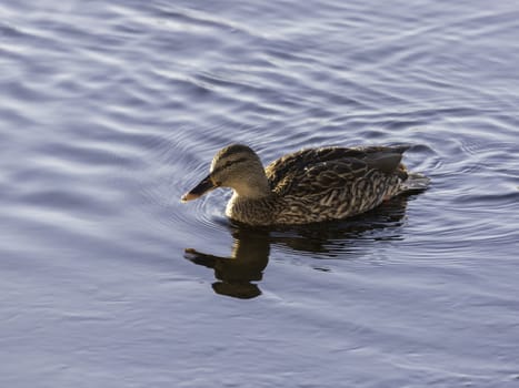 Female Mallard in Water swimming.