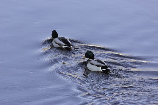 Mallard Male (Bird) Close Up in Water.