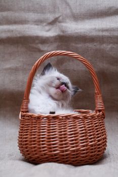 Nice small kitty in wicker basket on canvas background