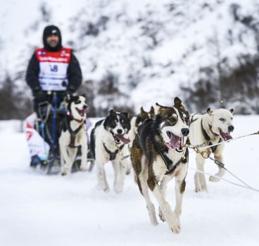 SARDIERES VANOISE, FRANCE - JANUARY 18 2016 - the GRANDE ODYSSEE the hardest mushers race in savoie Mont-Blanc, Julian ZufiaurreSuso, spain musher, Vanoise, Alps