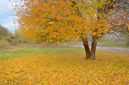 Lonely beautiful autumn tree and fallen leaves