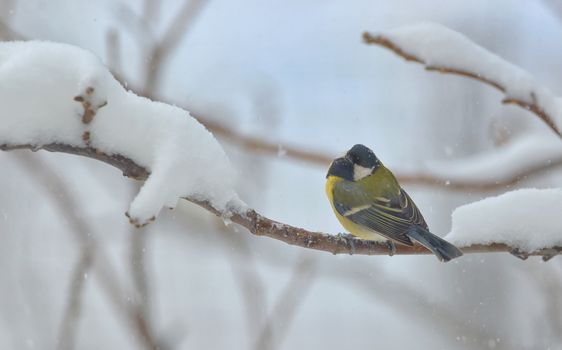 great tit on tree brunch in winter time