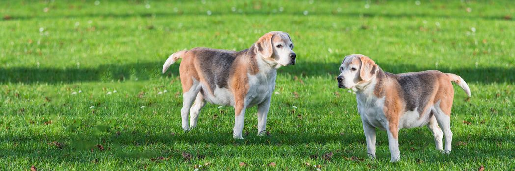 Two young brown white dog on a green meadow