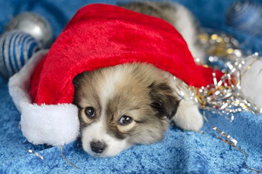 Little puppy lying on a blue background. In a red Santa hat. Played and tired. Selective focus.