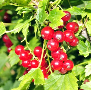 redcurrant bush with many hanging currant among the emerald green leaves