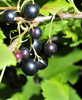black currant on a branch among green leaves