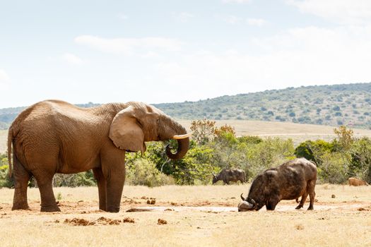 Elephant and Buffalo Living together in Addo
