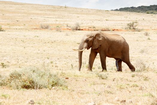 African Bush Elephant Walking up a hill in Addo.