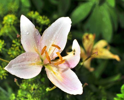 Macro from above of pink flower head with water drops on petals