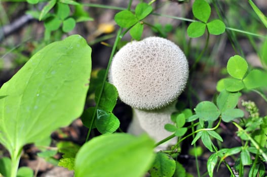 Macro shot of young Pestle Puffball mushroom growing in the forest