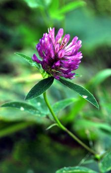 purple forest flower in bright green grass