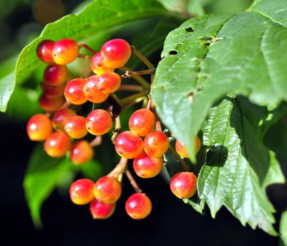 Close focus on orange hawthorn berry hanging on bench with blurry focus green background.