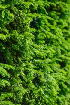 backgound full of green spurce branches, selective focus