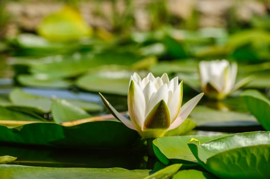 Beautiful white water lily in garden pond, selective focus