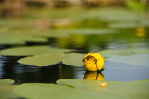 Beautiful yellow water lily in garden pond, selective focus