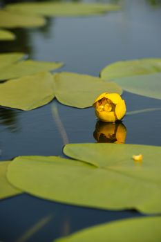 Beautiful yellow water lily in garden pond, selective focus