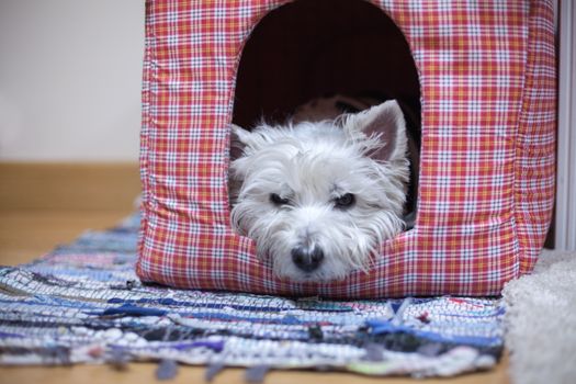 West highland white terrier in her house
