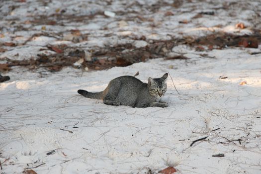 cat on sand of koh sukorn beach