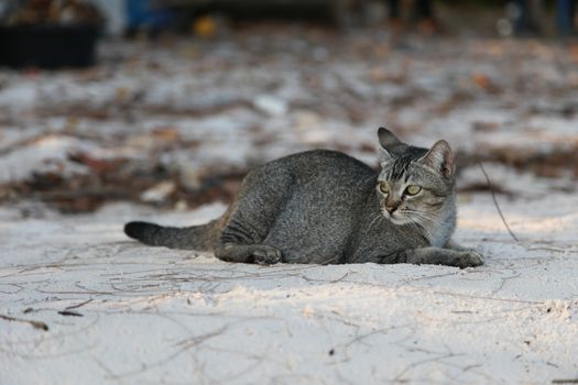 cat on sand of koh sukorn beach