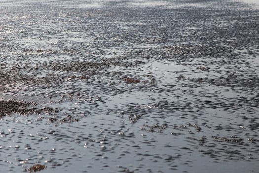 many of red crab on beach in the sea when water down