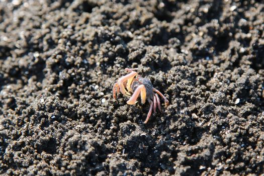 Small red crabs on beach close up