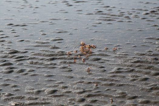 many of red crab on beach in the sea when water down