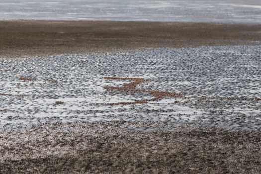 many of red crab on beach in the sea when water down