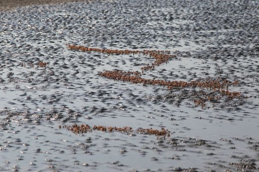 many of red crab on beach in the sea when water down