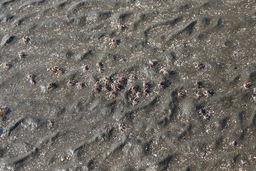 many of red crab on beach in the sea when water down