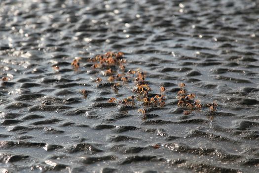 many of red crab on beach in the sea when water down