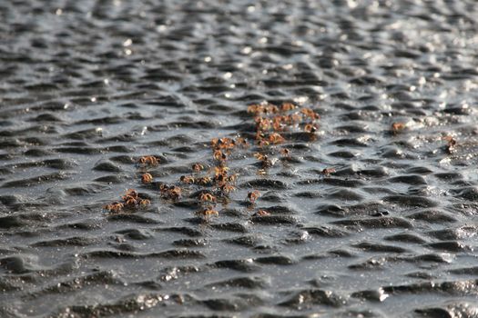 many of red crab on beach in the sea when water down