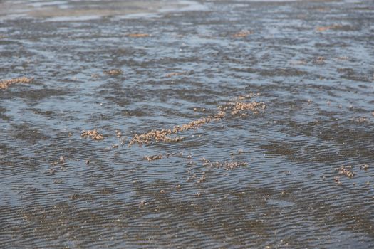 many of red crab on beach in the sea when water down