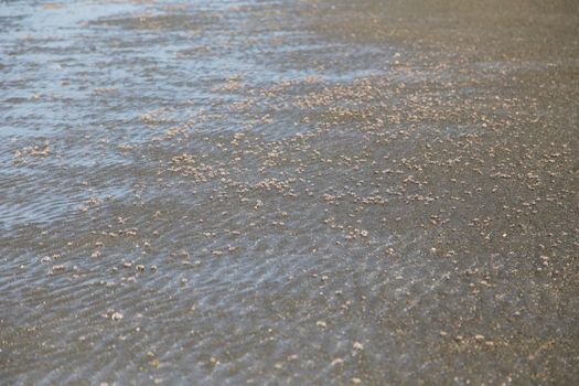 many of red crab on beach in the sea when water down