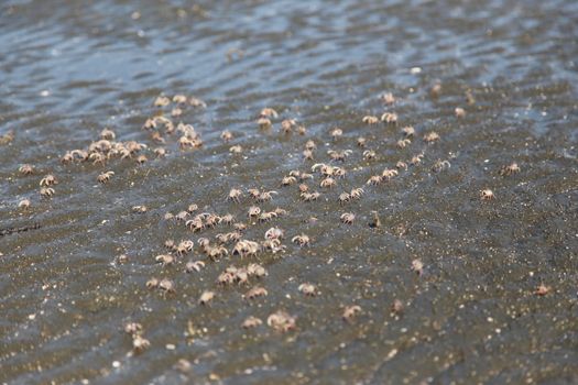 many of red crab on beach in the sea when water down