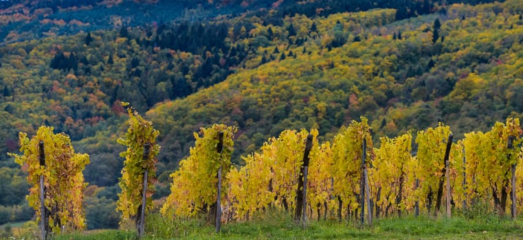 The yellow vines in the vicinity of St. Hippolyte in the fall, Alsace, France