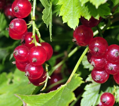 redcurrant bush with many hanging currant among the leaves