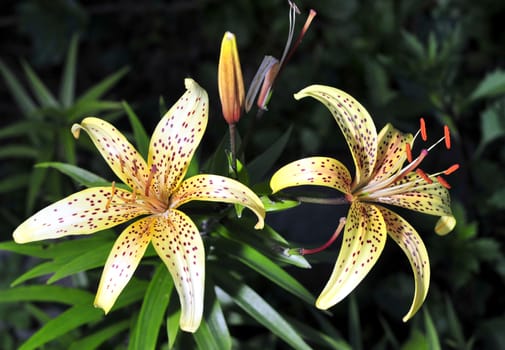 beautiful yellow tiger lilies in the garden