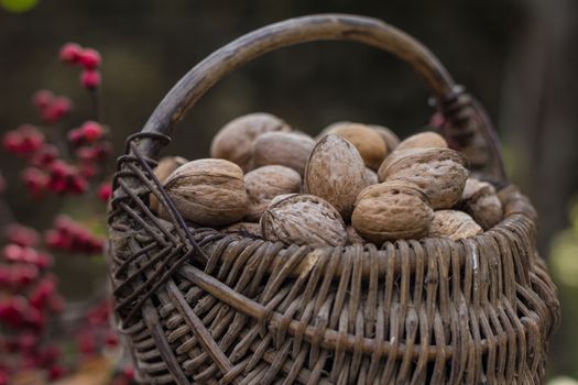 Wicker baskets containing walnuts