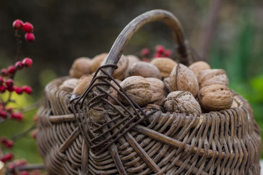 Wicker baskets containing walnuts