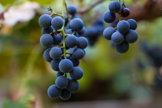 Vineyards in autumn harvest. Ripe grapes in fall. Cluster grapes