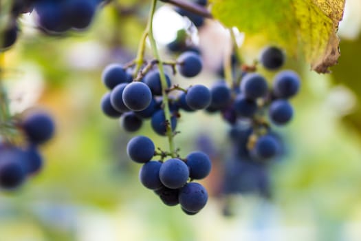 Vineyards in autumn harvest. Ripe grapes in fall. Cluster grapes